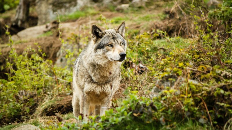 Gray Wolf in Forest — Green, Alert, Afternoon, Photograph, Bushes
