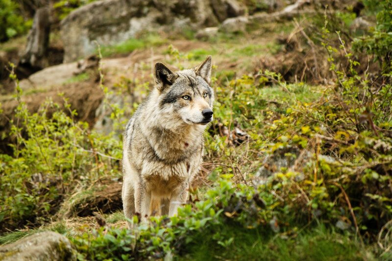 Gray Wolf in Forest — Green, Alert, Afternoon, Photograph, Rocks, Bushes