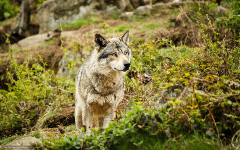Gray Wolf in Forest — Green, Alert, Afternoon, Photograph