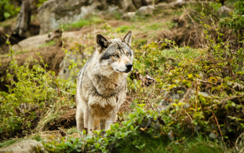 Gray Wolf in Forest — Green, Alert, Afternoon