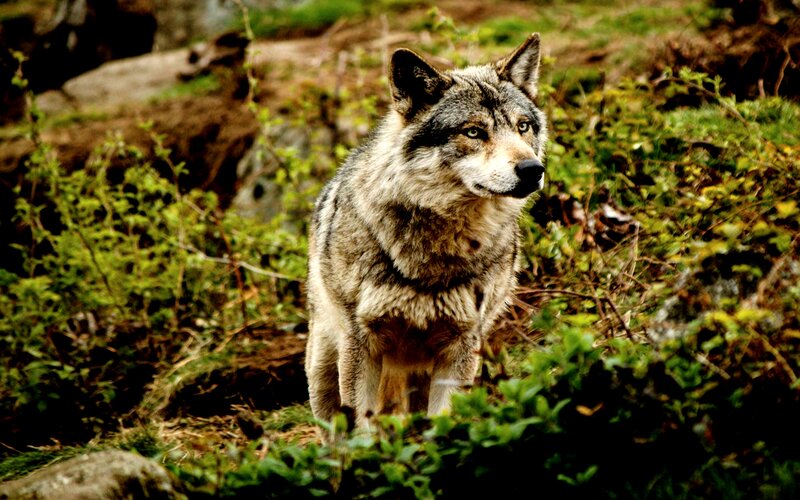 Gray Wolf in Forest — Green, Alert
