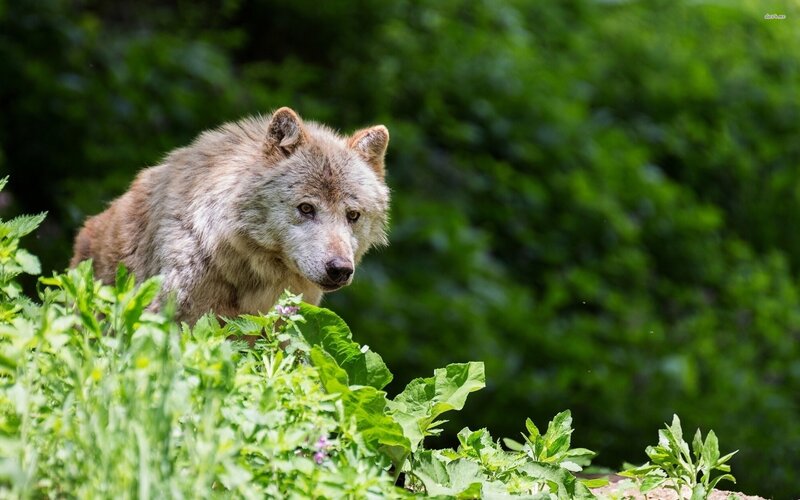 Gray Wolf in Forest — Green, Natural, Afternoon