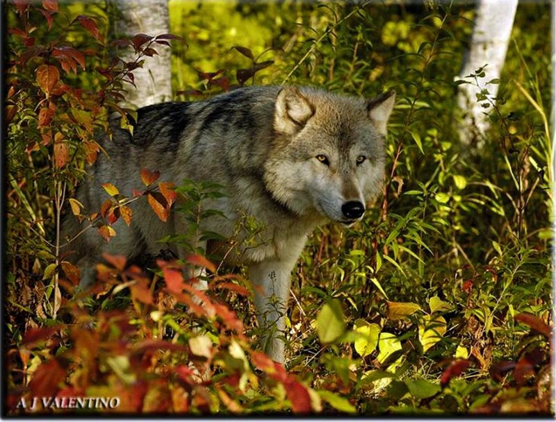 Gray Wolf in Forest — Green, Natural, Autumn