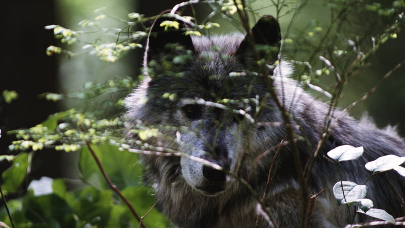 Gray Wolf in Forest — Green, Natural, Photograph, Branches