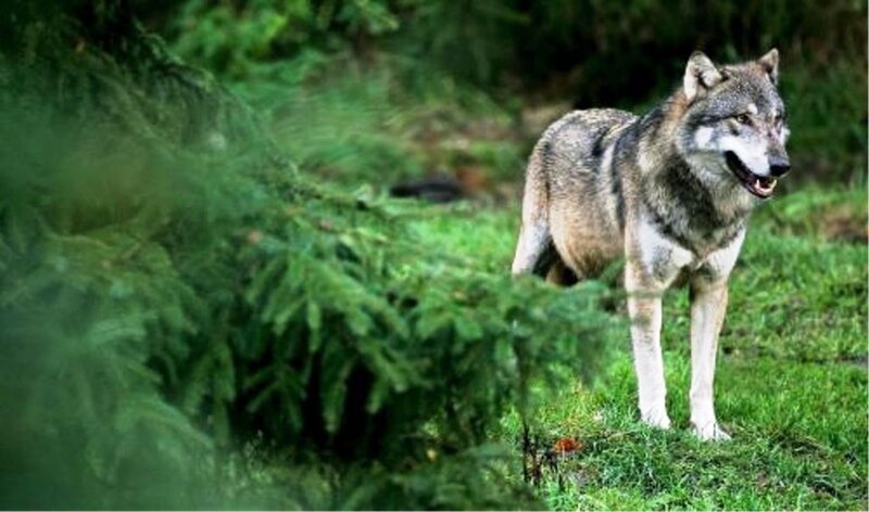 Gray Wolf in Forest — Green, Natural, Photograph