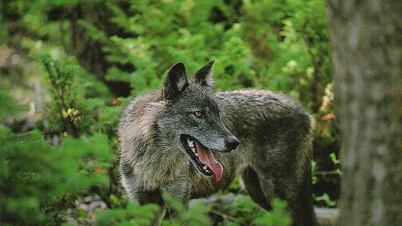 Gray Wolf in Forest — Green, Natural, Photograph, Tree