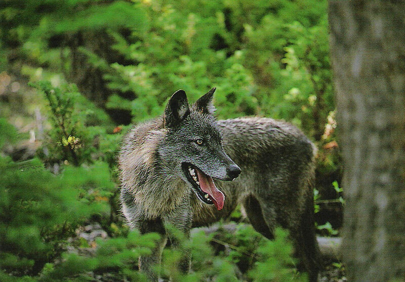 Gray Wolf in Forest — Green, Natural, Photograph, Trees
