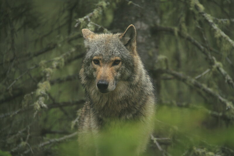 Gray Wolf in Forest — Green