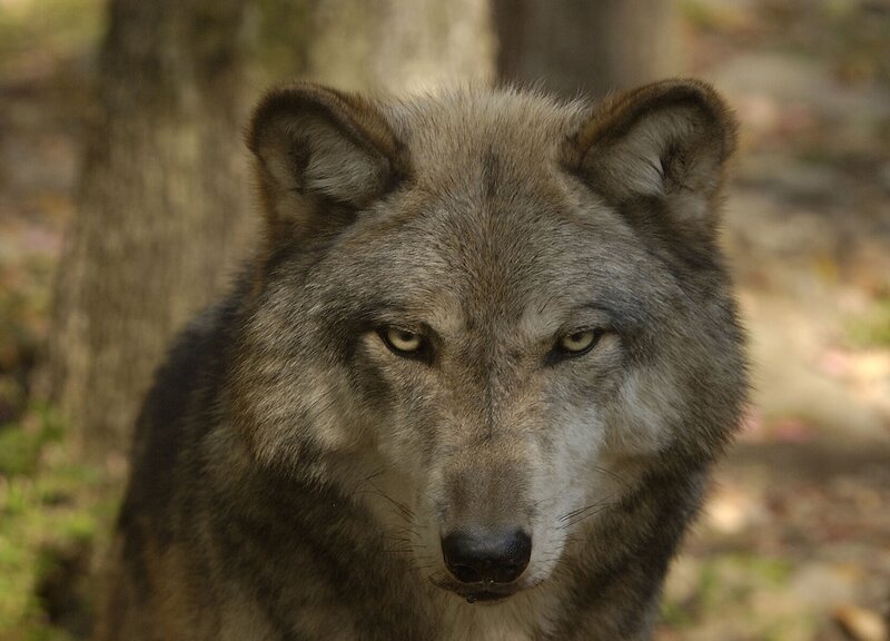 Gray Wolf in Forest — Intense, Autumn