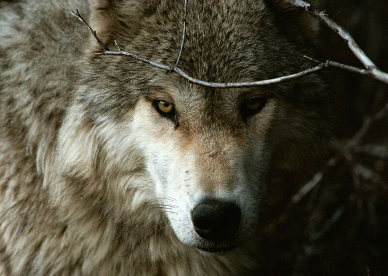 Gray Wolf in Forest — Intense, Photograph, Branch