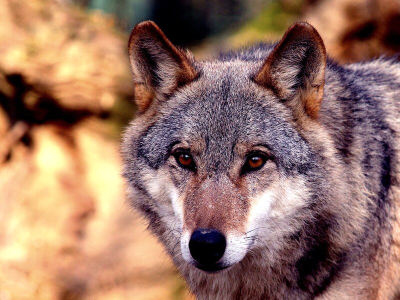 Gray Wolf in Forest — Intense, Photograph, Eyes