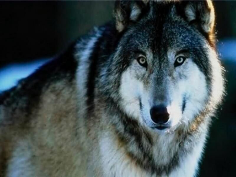 Gray Wolf in Forest — Intense, Photograph
