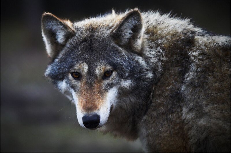 Gray Wolf in Forest — Intense, Photograph, Wildlife