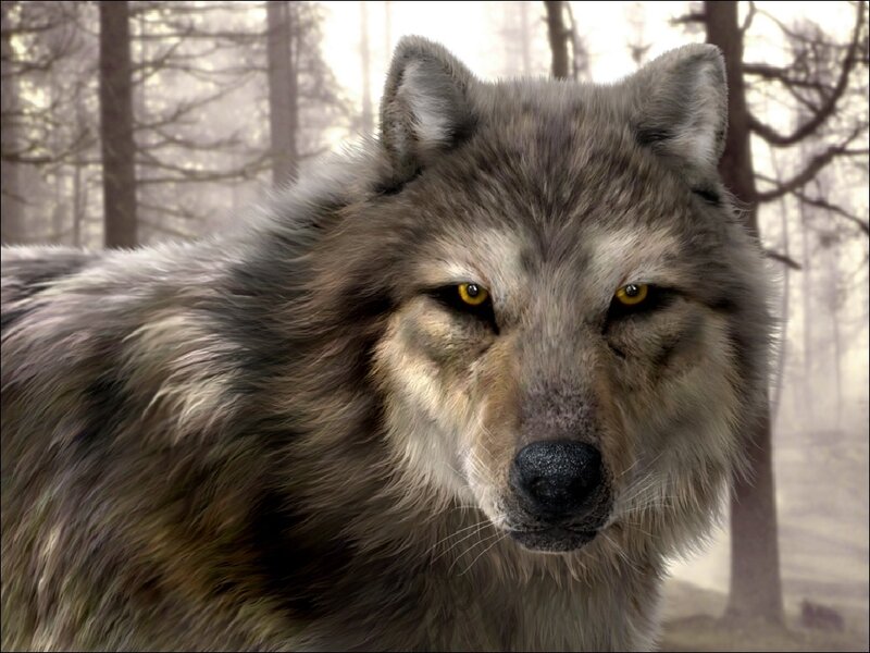 Gray Wolf in Forest — Intense, Winter