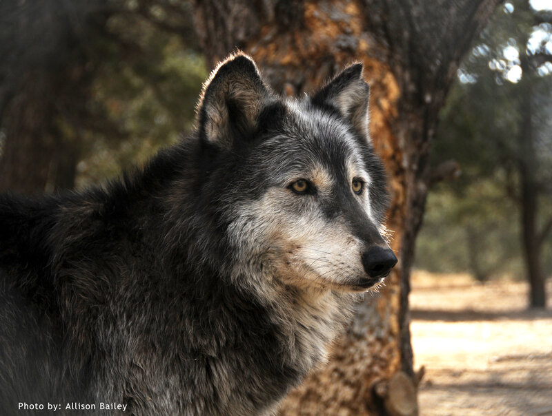 Gray Wolf in Forest — Natural, Afternoon, Photograph