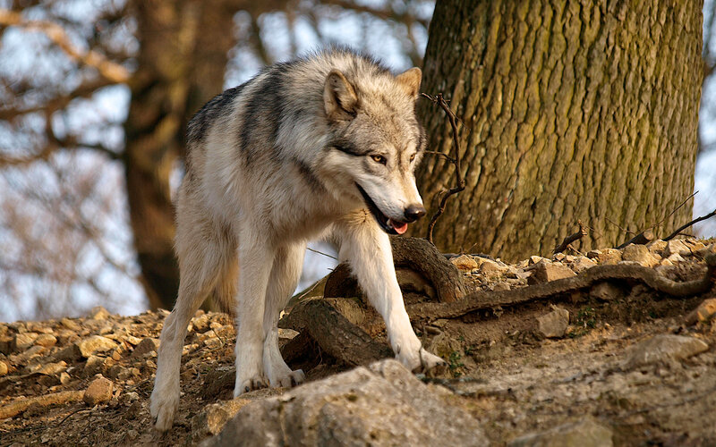 Gray Wolf in Forest — Natural, Afternoon, Photograph, Tree