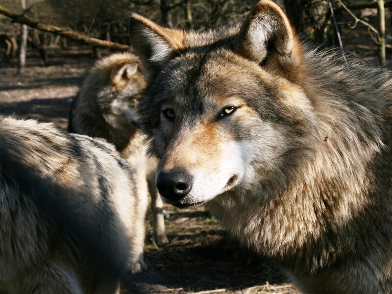 Gray Wolf in Forest — Natural, Afternoon