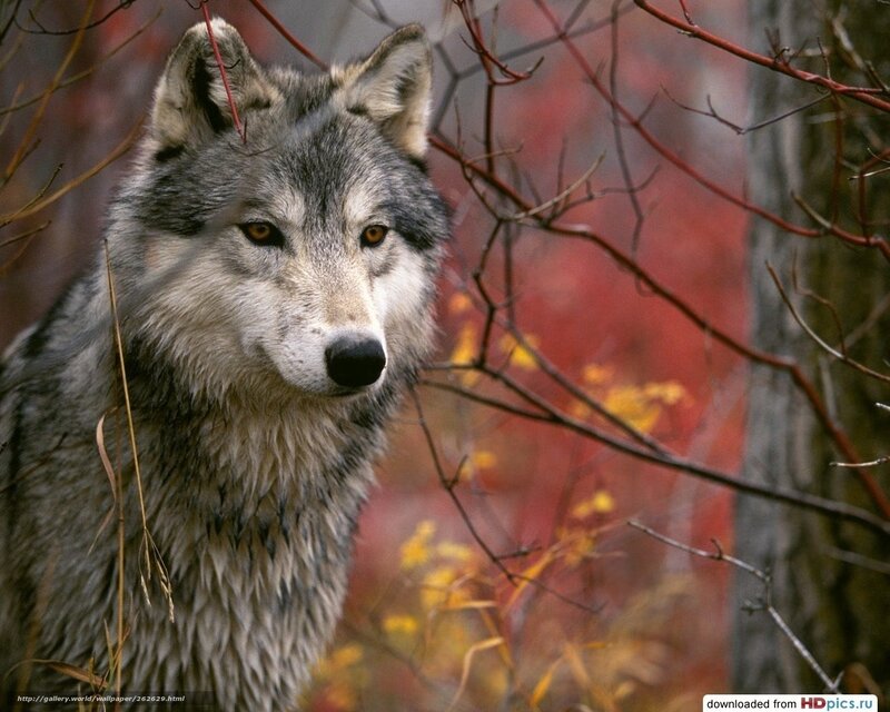 Gray Wolf in Forest — Natural, Autumn, Photograph, Branches