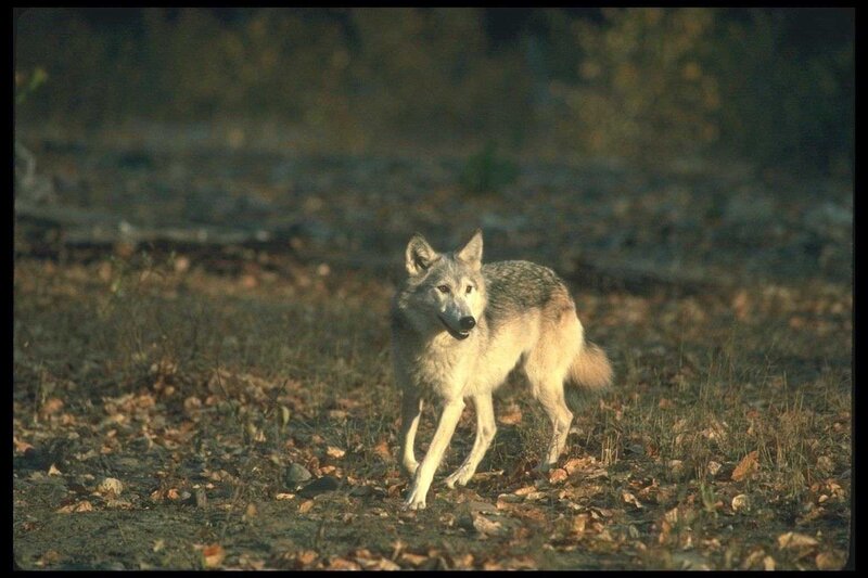 Gray Wolf in Forest — Natural, Autumn, Photograph, Forest Floor