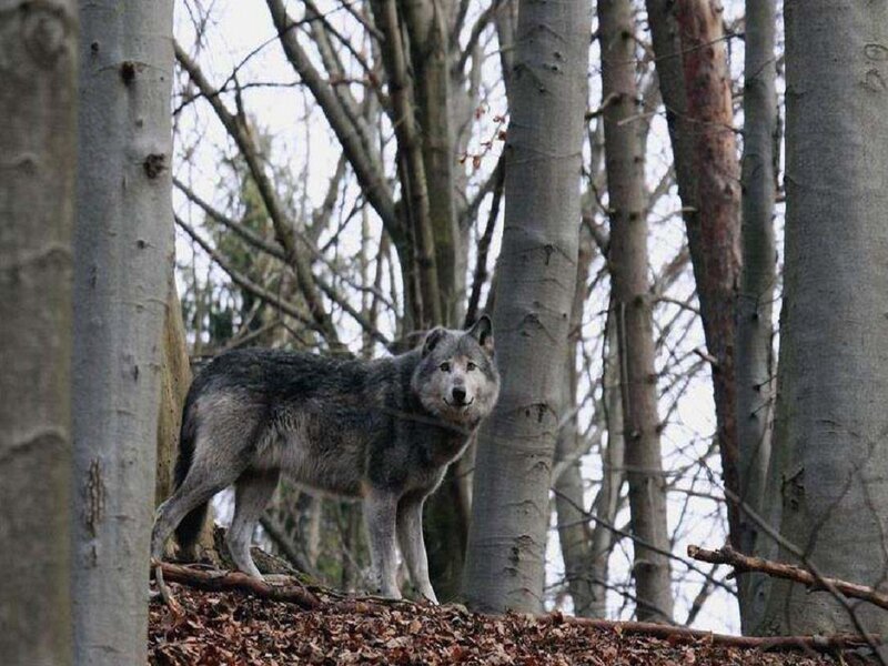 Gray Wolf in Forest — Natural, Autumn, Photograph