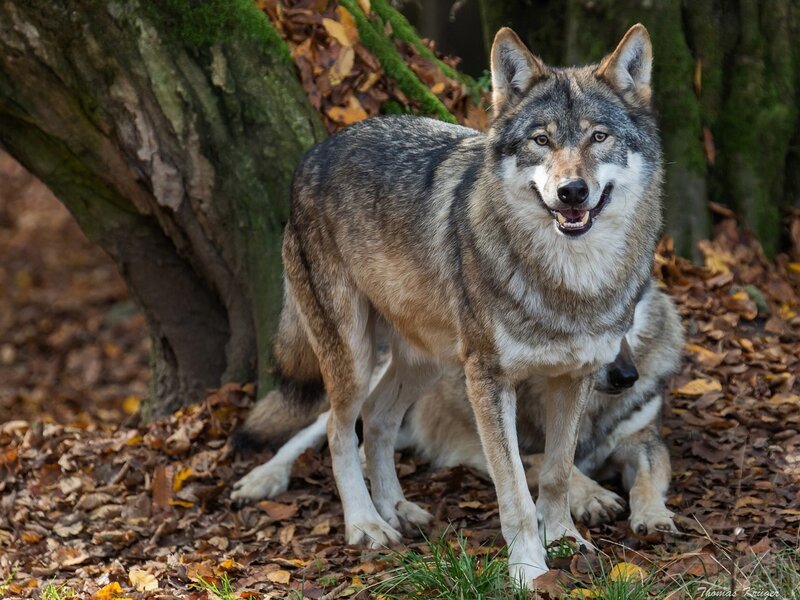 Gray Wolf in Forest — Natural, Autumn, Photograph, Tree