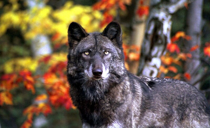 Gray Wolf in Forest — Natural, Autumn, Photograph, Trees, Autumn Leaves