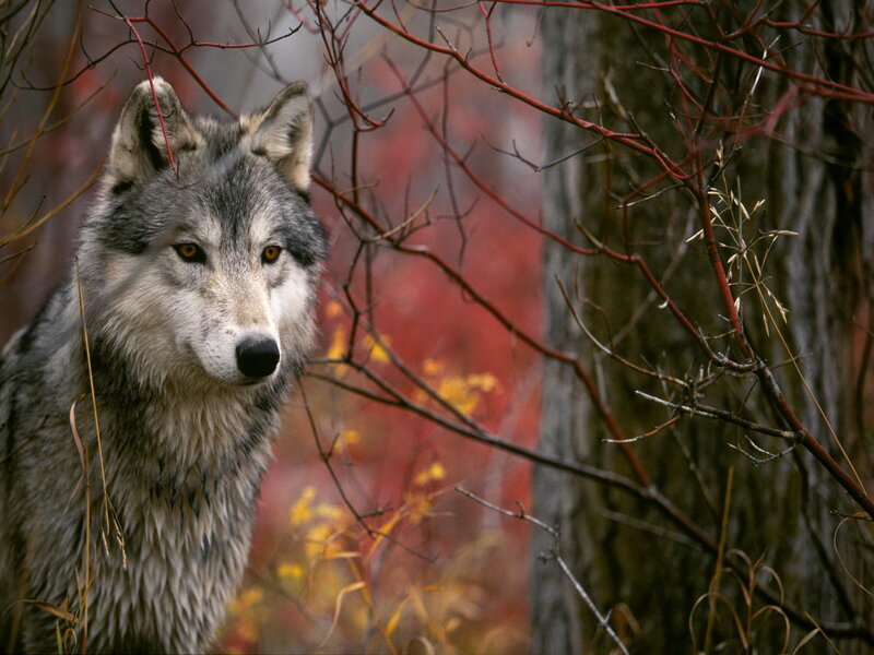 Gray Wolf in Forest — Natural, Autumn, Photograph, Trees, Branches