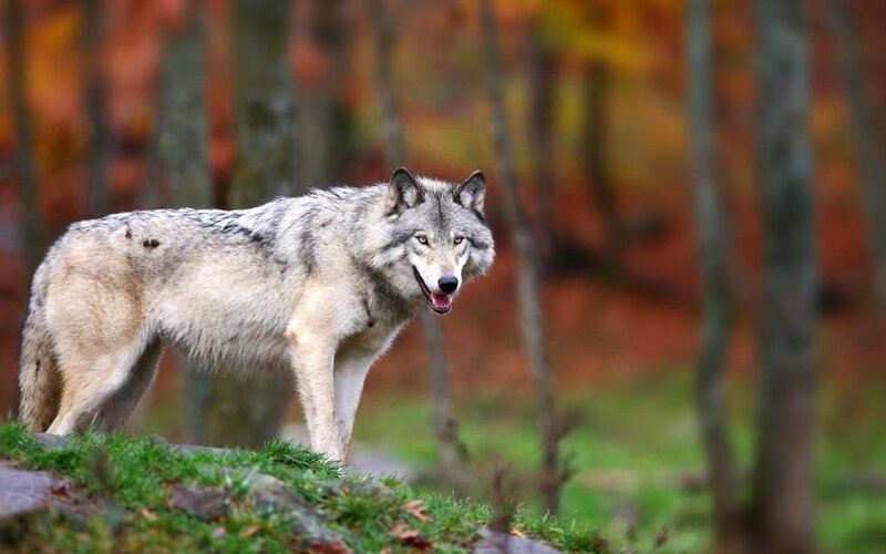 Gray Wolf in Forest — Natural, Autumn, Photograph, Trees, Grass
