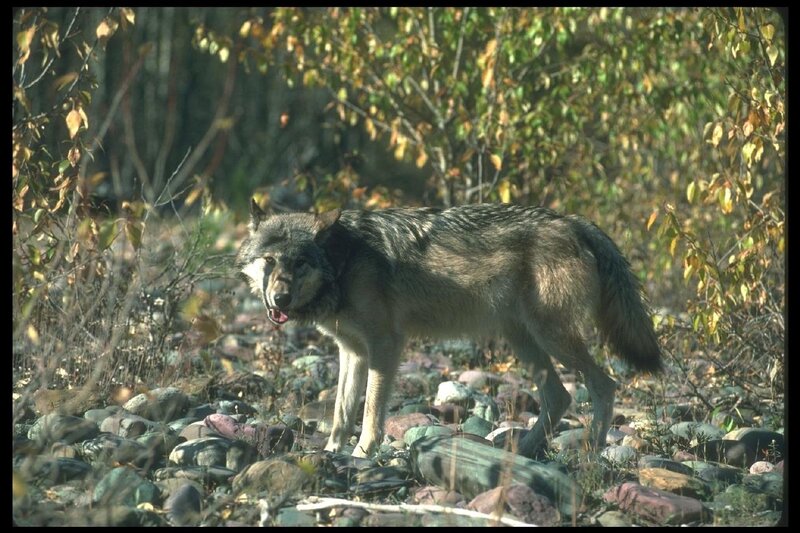 Gray Wolf in Forest — Natural, Autumn, Photograph, Trees