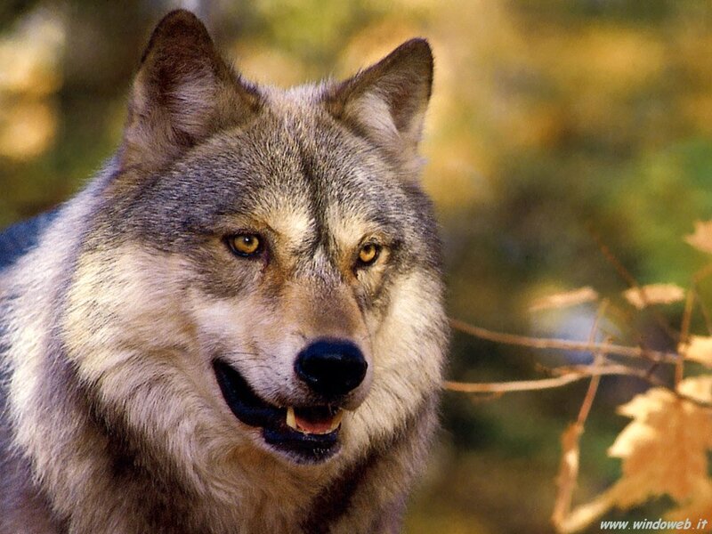 Gray Wolf in Forest — Natural, Autumn