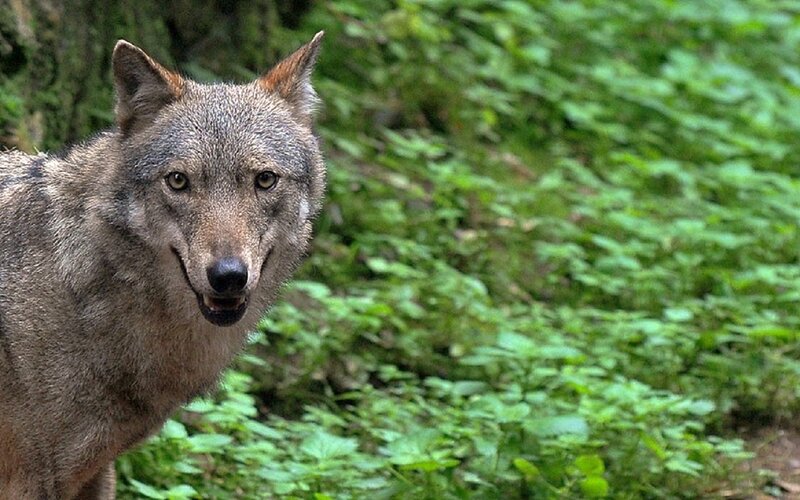 Gray Wolf in Forest — Natural, Photograph