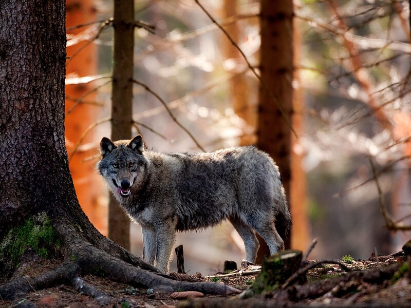 Gray Wolf in Forest — Natural