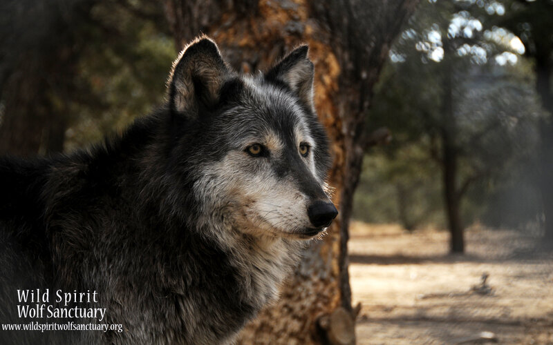 Gray Wolf in Forest — Serene, Afternoon