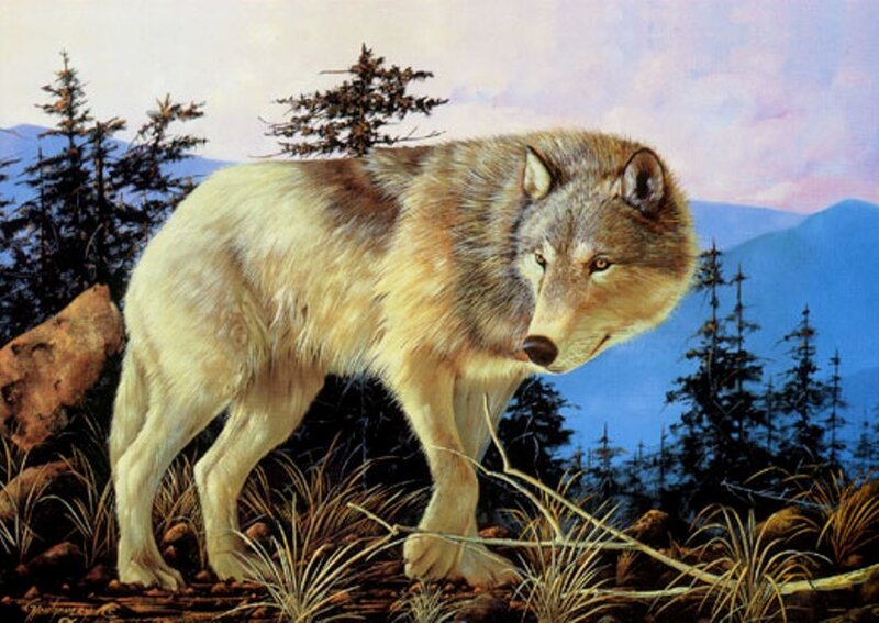 Gray Wolf in Forest — Serene