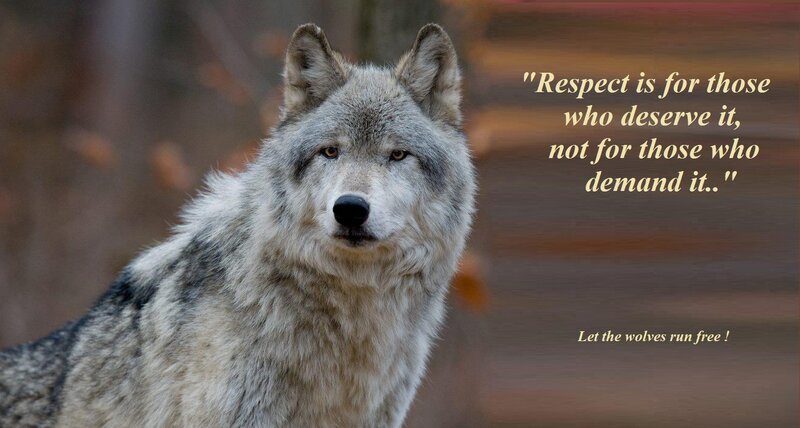 Gray Wolf in Forest — Serious, Autumn