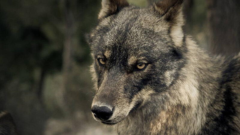 Gray Wolf in Forest — Serious, Photograph, Eyes