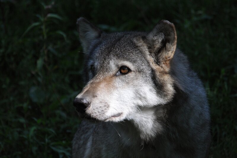 Gray Wolf in Forest — Serious, Photograph
