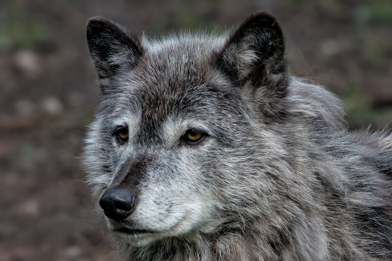Gray Wolf in Forest — Serious