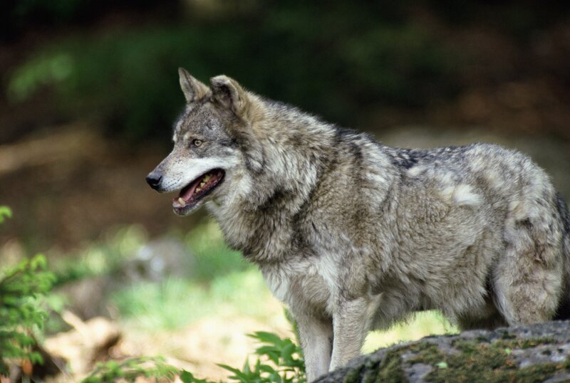 gray wolf in forest