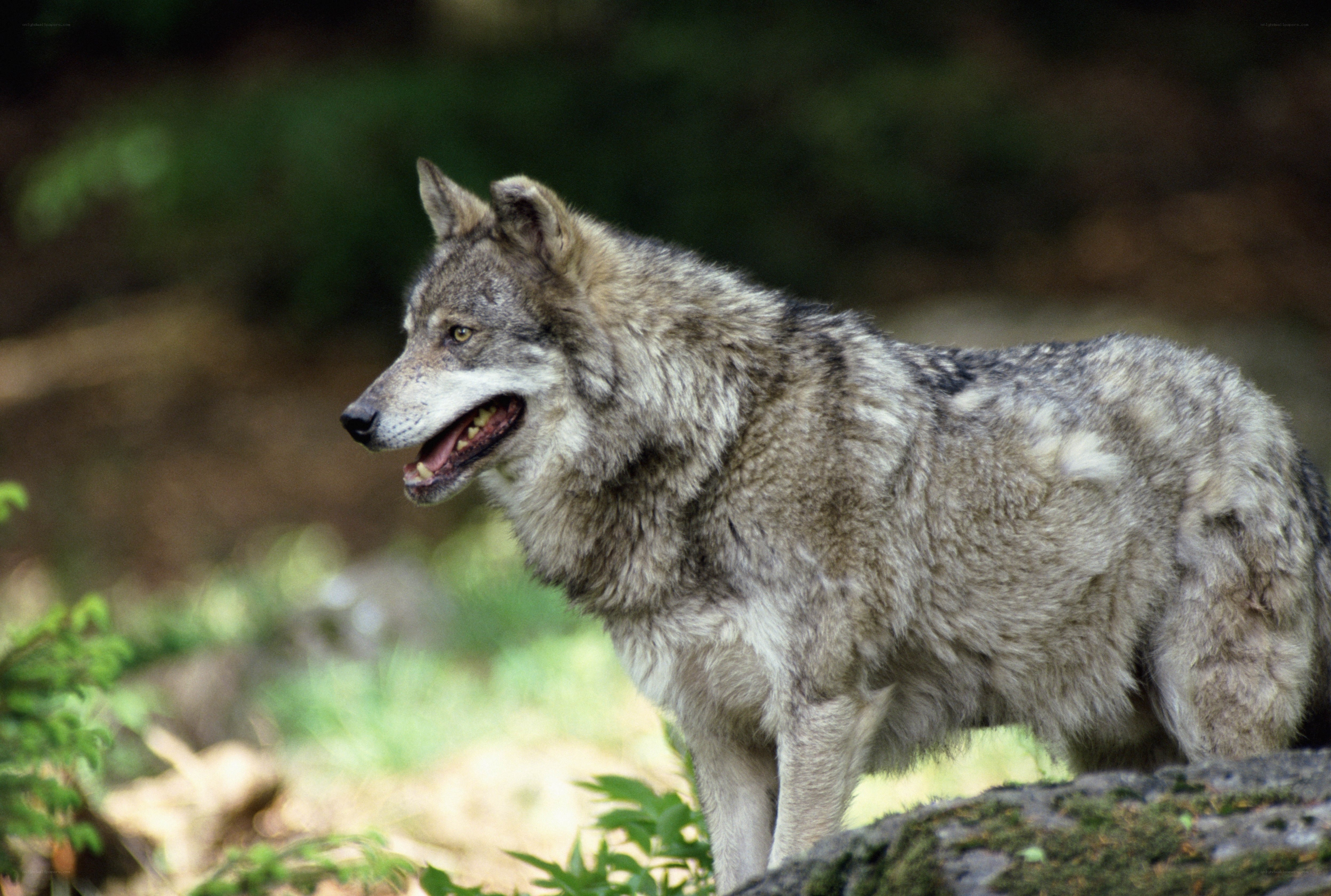 gray wolf in forest