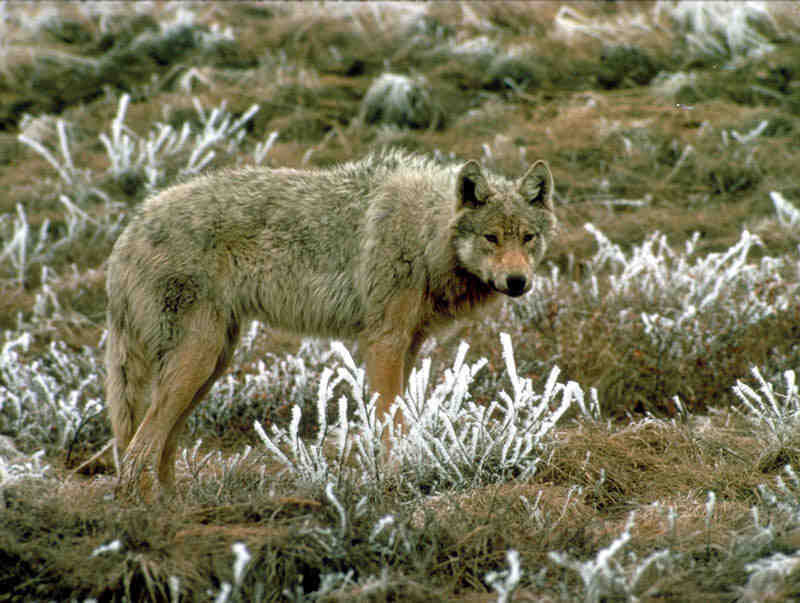 Gray Wolf in Frost