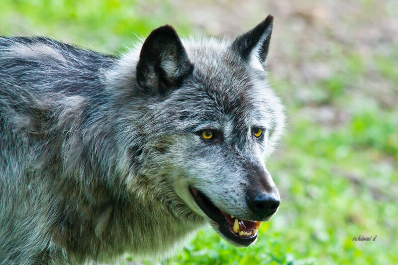 Gray Wolf in Grass — Alert, Afternoon