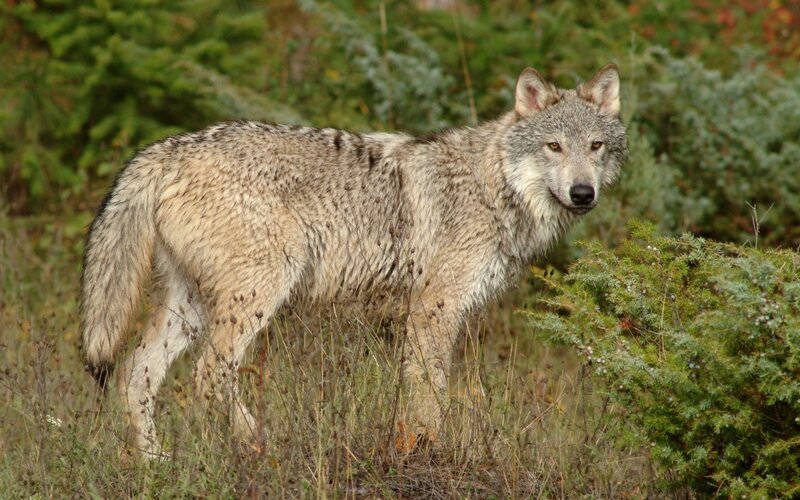 Gray Wolf in Grass — Alert, Autumn