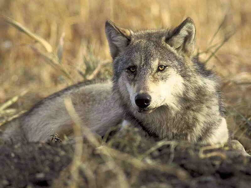 Gray Wolf in Grass — Alert