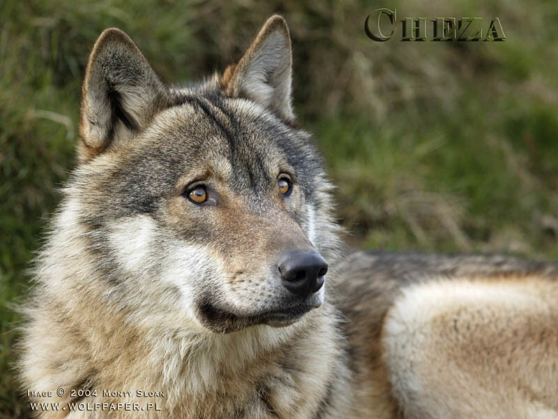 Gray Wolf in Grass — Calm