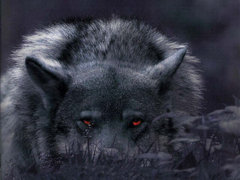 Gray Wolf in Grass — Dark