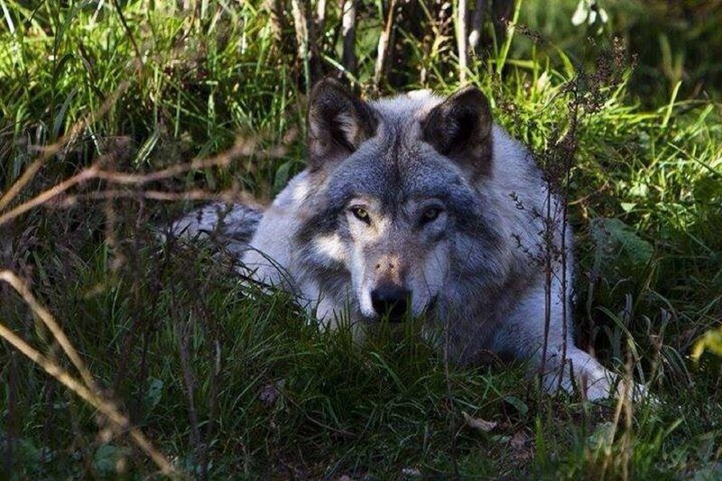 Gray Wolf in Grass — Green, Alert, Afternoon