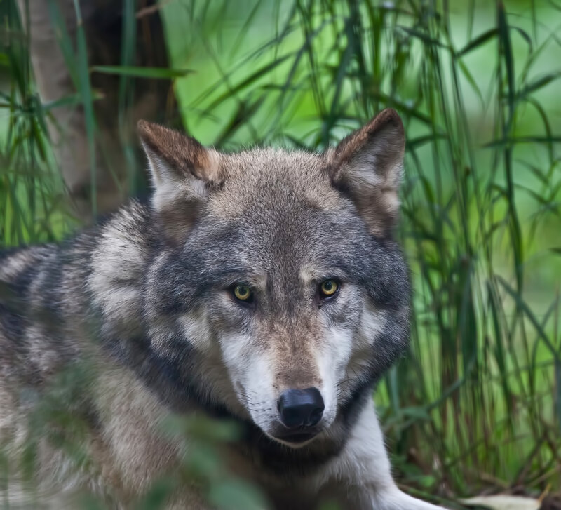 Gray Wolf in Grass — Green, Alert, Photograph