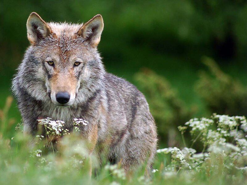 Gray Wolf in Grass — Green, Alert