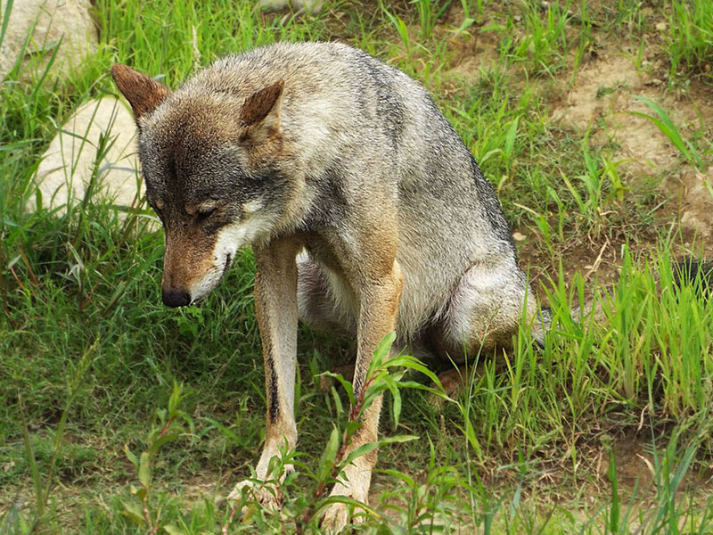 Gray Wolf in Grass — Green, Calm, Afternoon, Photograph